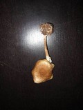 Amanita citrina f. lavendula image