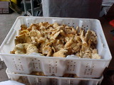Cantharellus subalbidus image