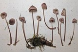 Mycena purpureofusca image