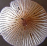 Mycena purpureofusca image