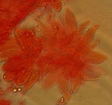 Mycena purpureofusca image