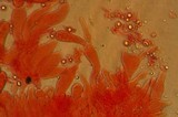 Mycena purpureofusca image