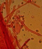 Mycena purpureofusca image