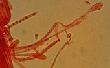 Mycena purpureofusca image
