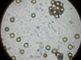 Lycoperdon nigrescens image