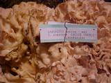 Sparassis crispa image