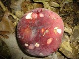 Russula mariae image