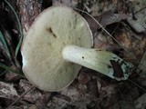 Suillus weaverae image