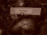 Tricholoma focale image