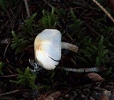 Agaricus semotus image