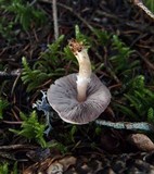 Agaricus semotus image