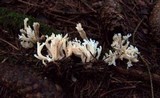 Clavulina coralloides image