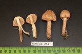 Inocybe hirsuta var. maxima image