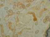 Inocybe hirsuta var. maxima image
