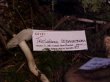 Tricholoma saponaceum image