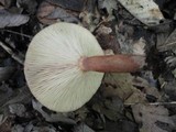 Lactarius quietus var. incanus image