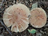 Russula compacta image