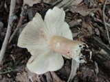 Russula compacta image