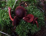 Cortinarius sanguineus image