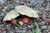 Boletus erythropus image