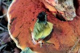 Boletus erythropus image