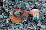 Boletus erythropus image