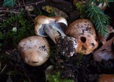 Cortinarius glaucopus image