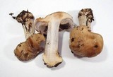 Cortinarius glaucopus image