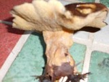 Suillus fuscotomentosus image