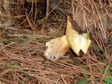 Suillus fuscotomentosus image