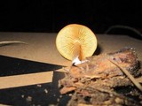 Gymnopilus sapineus image