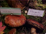Suillus grevillei image