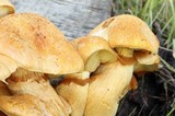 Gymnopilus ventricosus image