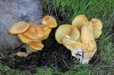Gymnopilus ventricosus image