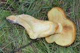 Gymnopilus ventricosus image