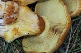 Gymnopilus ventricosus image