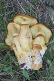 Gymnopilus ventricosus image