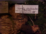 Tapinella atrotomentosa image