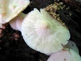 Marasmius delectans image
