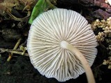 Marasmius delectans image