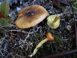 Hygrophorus arenicola image