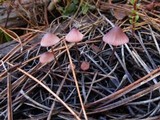 Mycena purpureofusca image