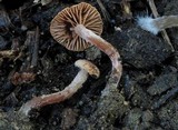 Tubaria conspersa image