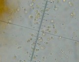 Tubaria conspersa image