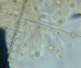 Tubaria conspersa image