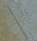Tubaria conspersa image