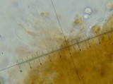 Tubaria conspersa image