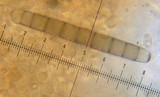 Tubaria conspersa image