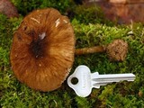 Pluteus umbrosus image