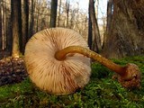 Pluteus umbrosus image